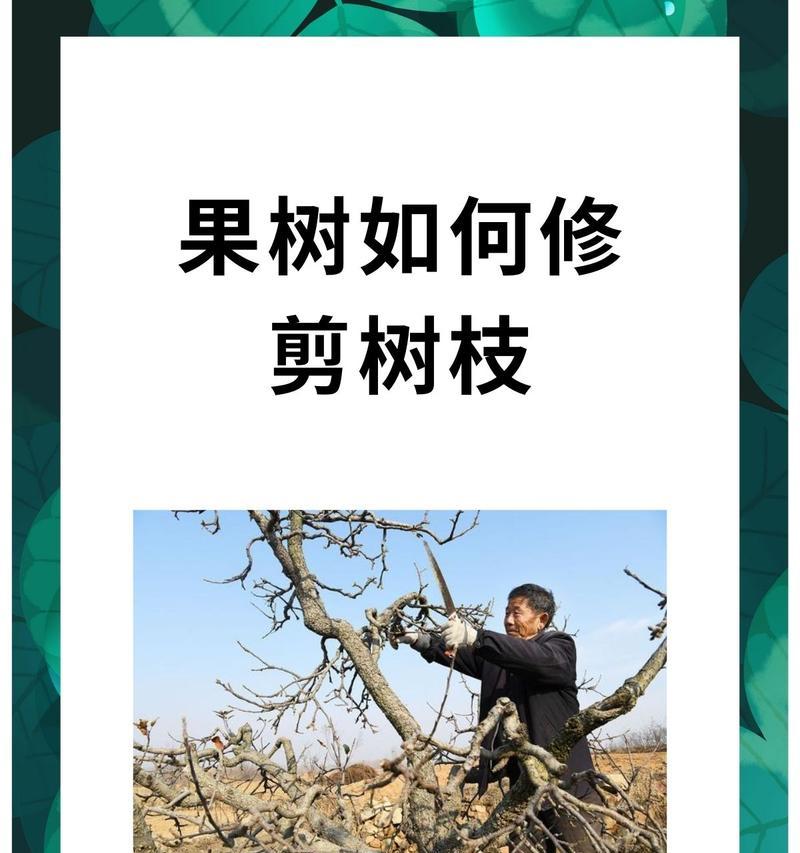 小果树修剪枝条的最佳方法是什么？如何确保修剪后的果树美观又健康？