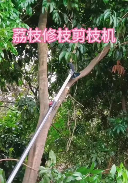小果树修剪枝条的最佳方法是什么？如何确保修剪后的果树美观又健康？