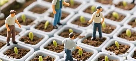 西瓜怎么种植方法如下？有哪些步骤和注意事项？