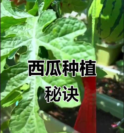 西瓜怎么种植方法如下？有哪些步骤和注意事项？