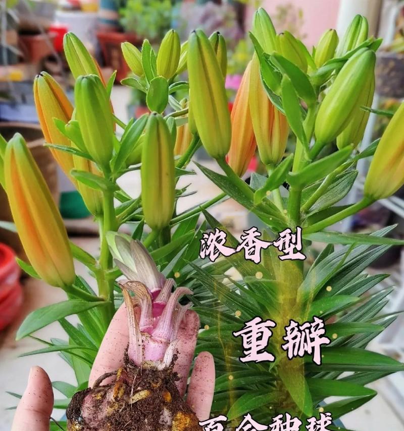 花百合怎么种植方法？有哪些步骤和注意事项？