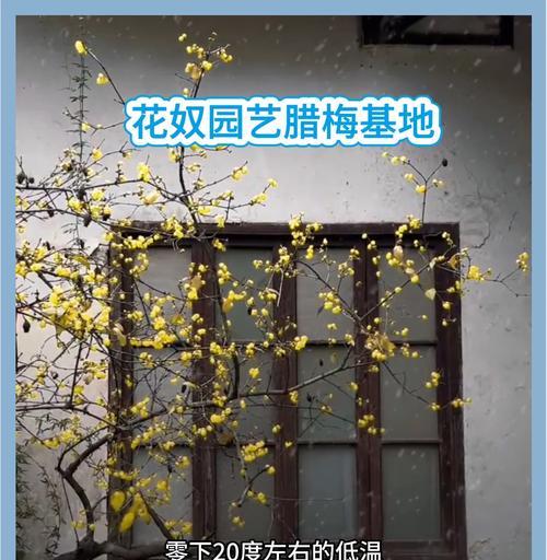 白腊梅搭配种植方法有哪些？如何正确进行白腊梅的种植搭配？