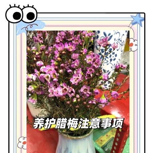 白腊梅搭配种植方法有哪些？如何正确进行白腊梅的种植搭配？