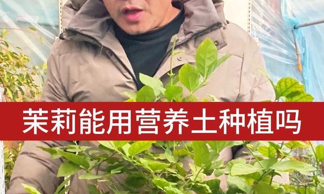 茉莉种植方法有哪些？如何正确种植茉莉花？