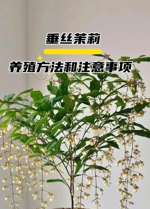 茉莉种植方法有哪些？如何正确种植茉莉花？