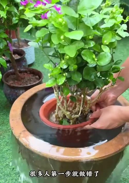 茉莉种植方法有哪些？如何正确种植茉莉花？