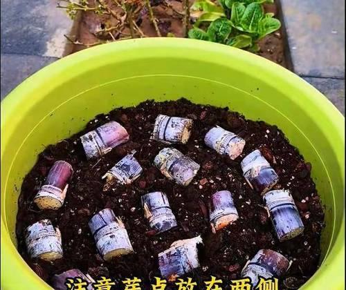 甘蔗催芽的最佳方法是什么？如何提高甘蔗发芽率？