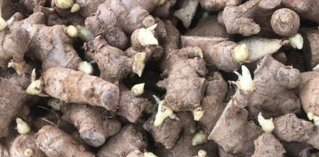生姜在土里催芽的方法是什么？需要多长时间才能发芽？