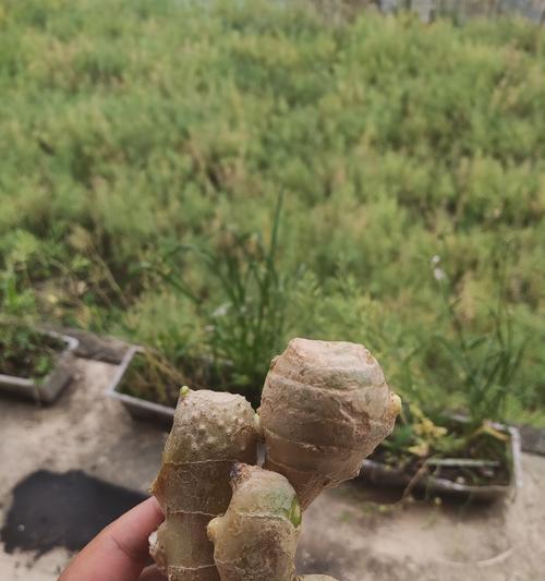 生姜在土里催芽的方法是什么？需要多长时间才能发芽？