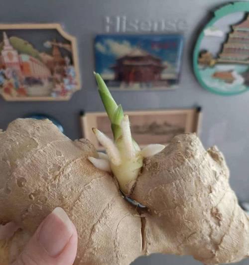生姜在土里催芽的方法是什么？需要多长时间才能发芽？