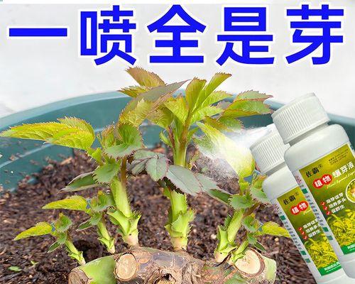 僵苗怎么催芽最快呢？有效方法有哪些？
