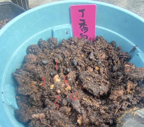 僵苗怎么催芽最快呢？有效方法有哪些？