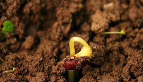 白豆角催芽方法是什么？需要多长时间才能发芽？