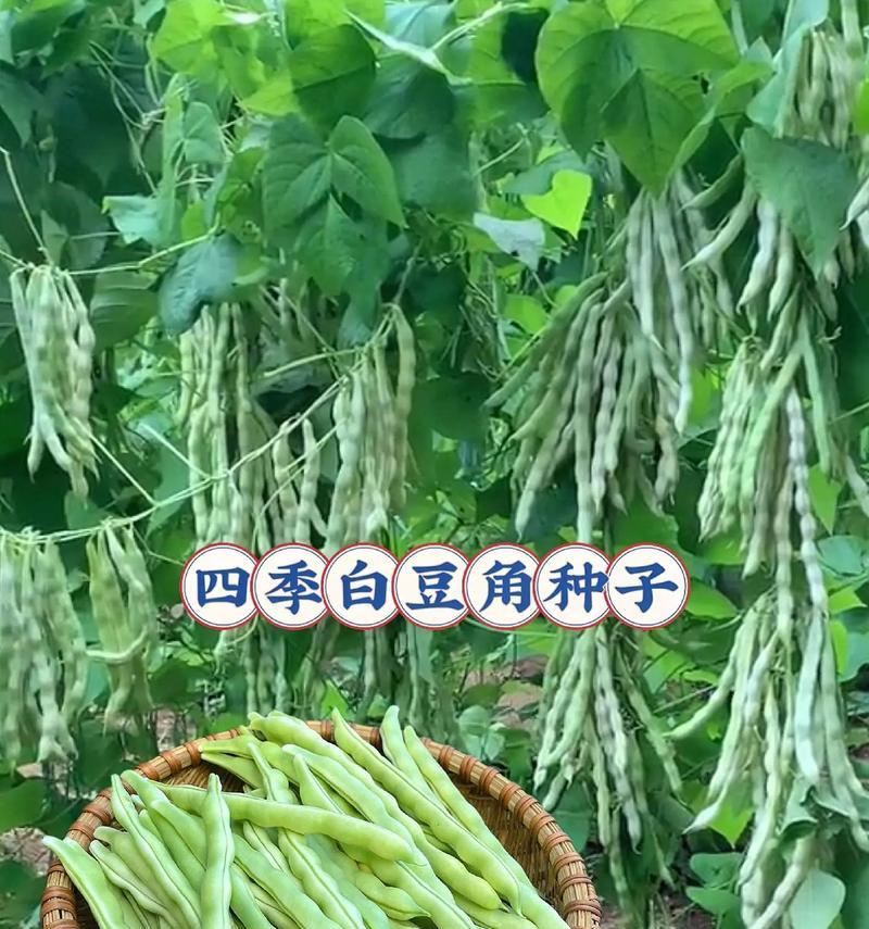 白豆角催芽方法是什么？需要多长时间才能发芽？
