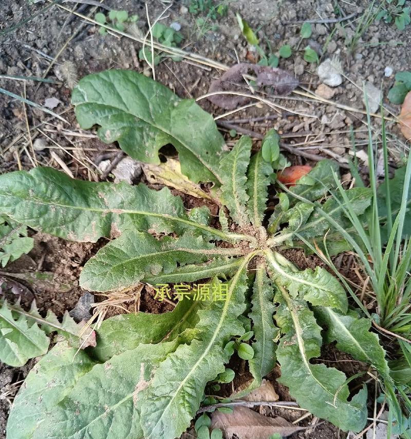 菊苣菜催芽方法是什么？需要多长时间才能发芽？