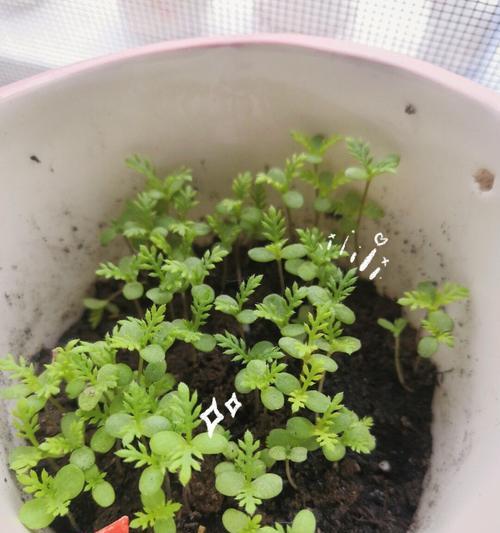 小雏菊种子催芽方法是什么？需要多长时间才能发芽？