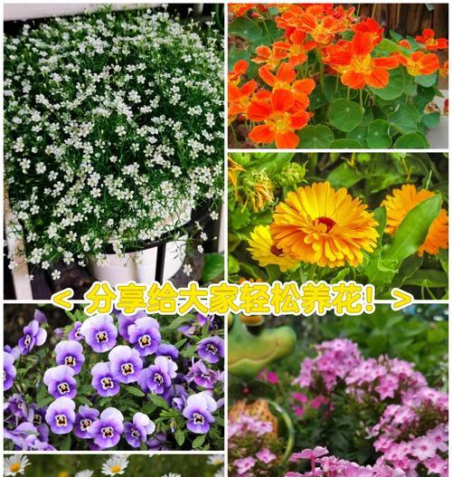 小雏菊种子催芽方法是什么？需要多长时间才能发芽？
