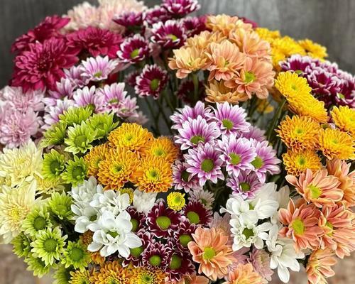 小雏菊种子催芽方法是什么？需要多长时间才能发芽？