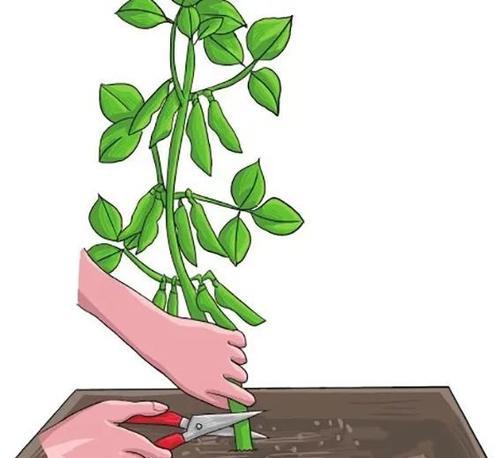 毛豆催芽最快方法是什么？如何提高发芽效率？