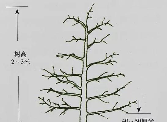 果树修剪枝叶的最佳时机是什么时候？如何正确进行修剪？