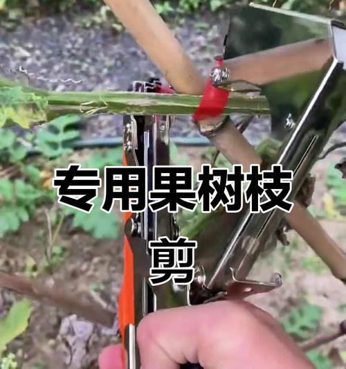 果树修剪枝叶的最佳时机是什么时候？如何正确进行修剪？