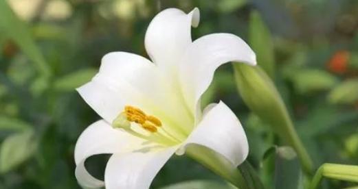 白露的花语是什么？探究自然之美的深意