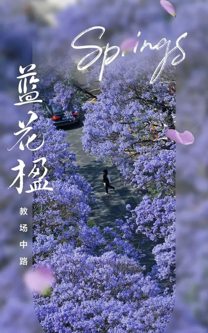 什么花的花语是等待爱情