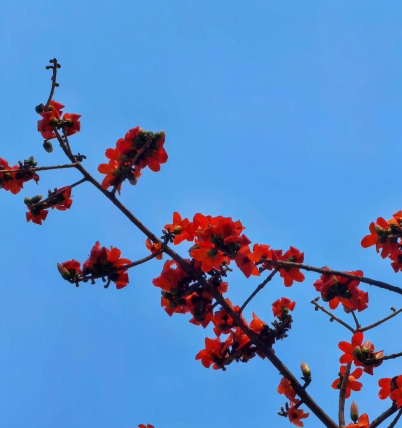 木棉花语：热情与坚韧的象征
