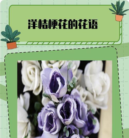 桔梗的花语寓意及文化意义探析