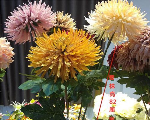 白色花杆的寓意是什么