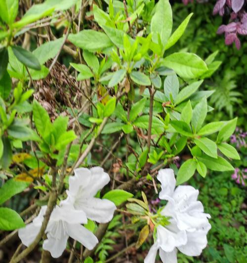 白色花杆的寓意是什么
