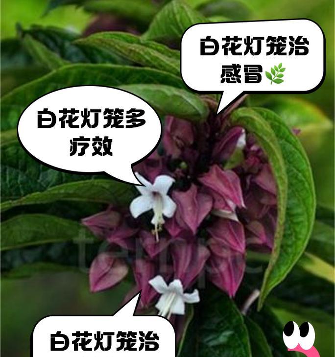 白色花杆的寓意是什么