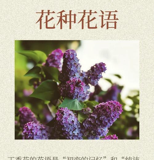 什么花的花语是忘记——探索遗忘之花的奥秘