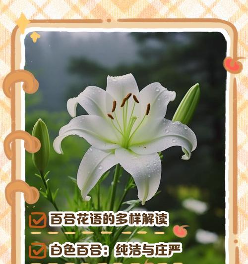 什么花的花语是忘记——探索遗忘之花的奥秘