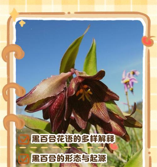 花语什么意思解释：花卉语言的奥秘与文化内涵