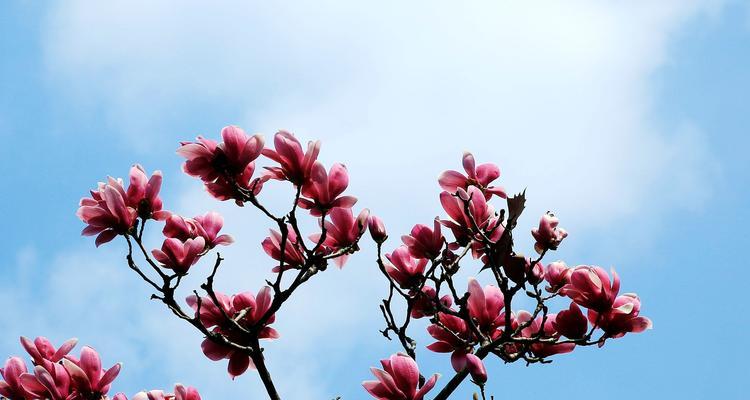 春天象征之花：春花的种类与意义