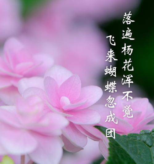 端午节象征性的花是什么花