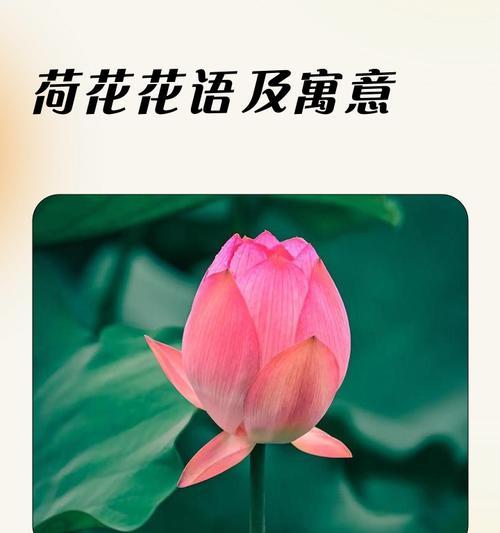 荷花礼盒花语解读：一份寓意美好的象征