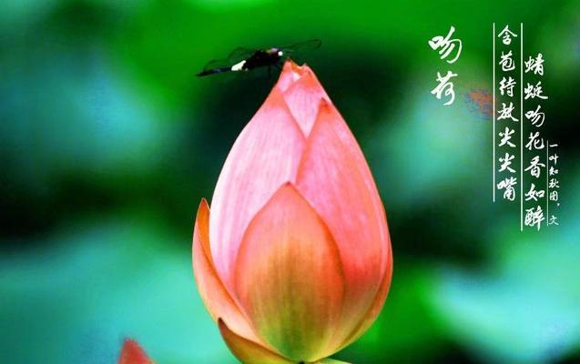 荷花礼盒花语解读：一份寓意美好的象征