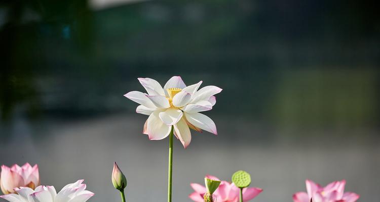 象征中华的花——牡丹的独尊地位与文化寓意