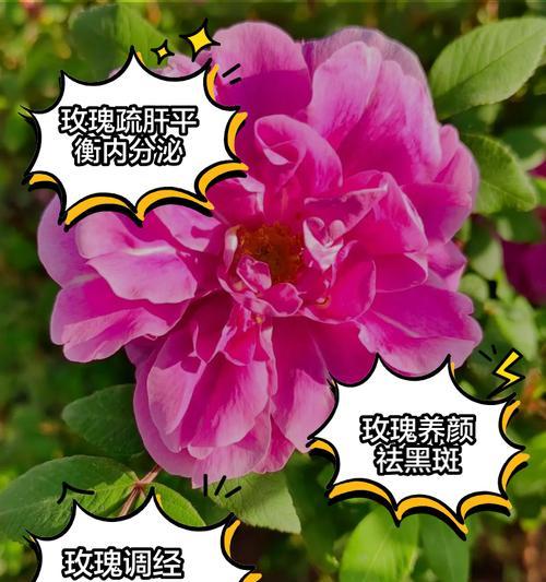 手捧花重瓣玫瑰的寓意：爱情与浪漫的深度解读