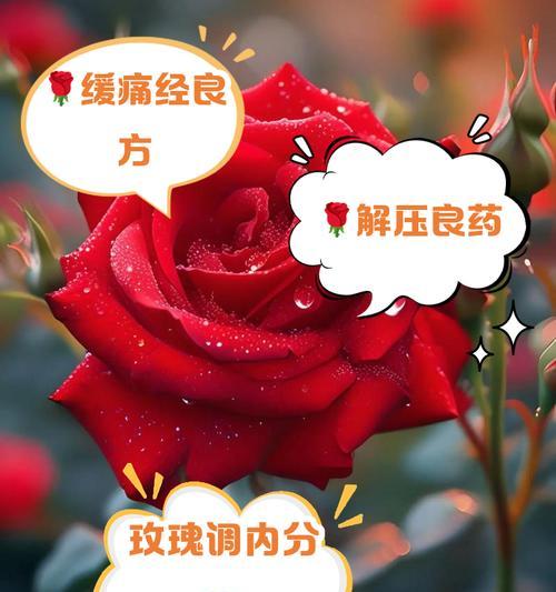 手捧花重瓣玫瑰的寓意：爱情与浪漫的深度解读