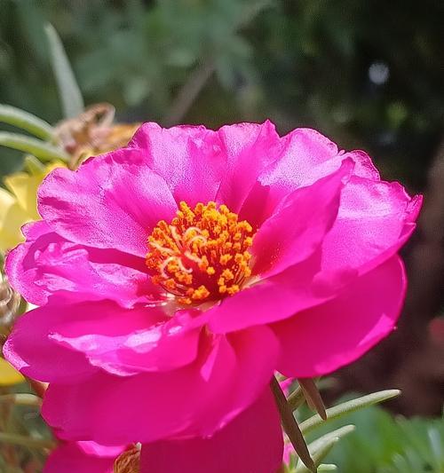 什么花的花语是阳光
