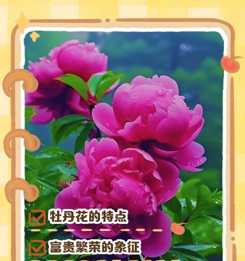 花的品种和寓意和什么时候开的