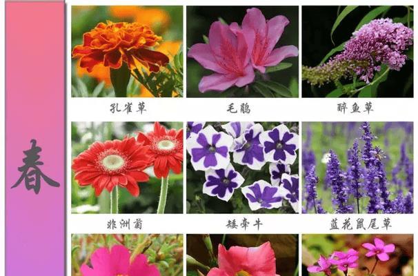 花的品种和寓意和什么时候开的
