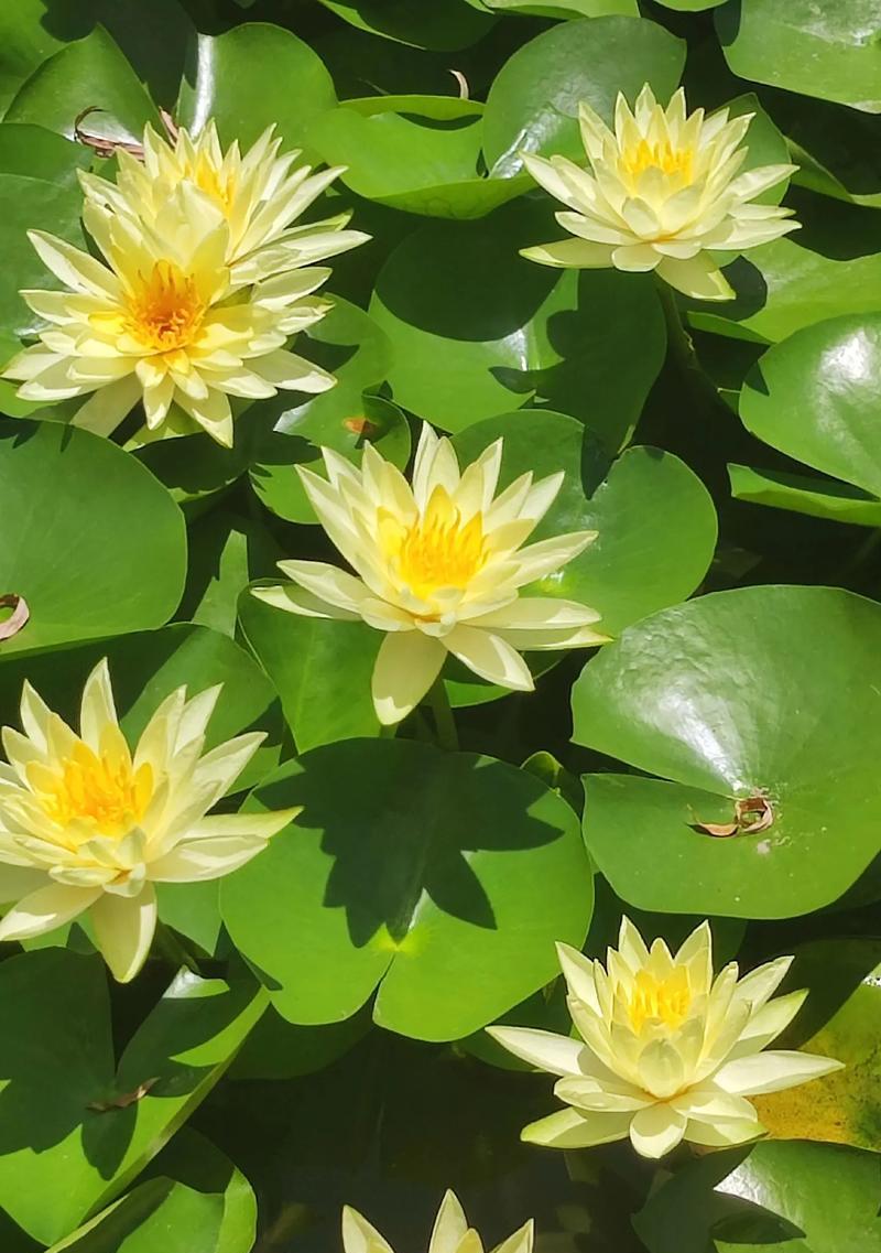 象征好运的绿色花朵是什么花？