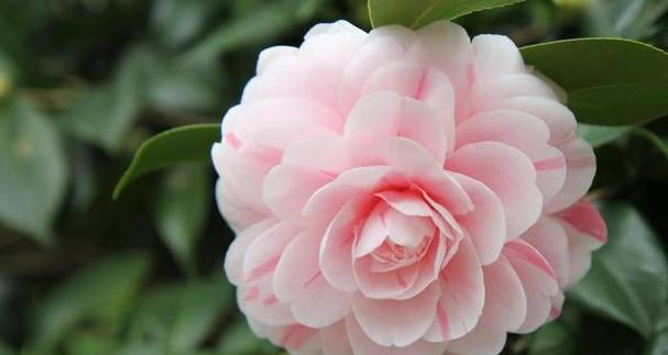 什么花寓意好？带来吉祥与祝福的花卉介绍