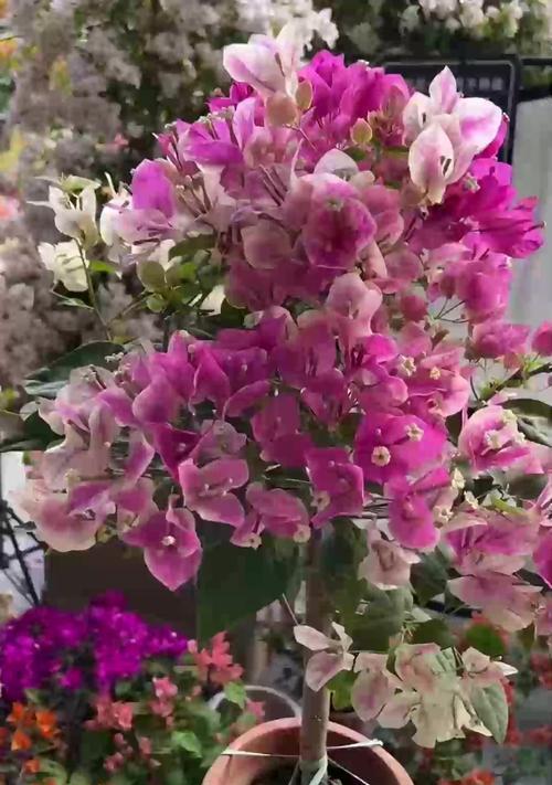 什么花寓意好？带来吉祥与祝福的花卉介绍