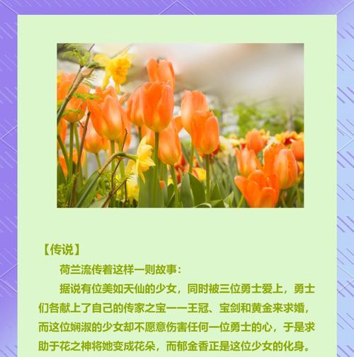 紫郁金香的花语是什么