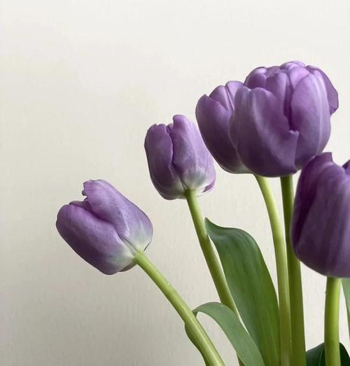 紫郁金香的花语是什么